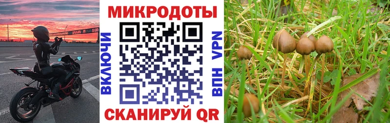 закладка  Нурлат  Псилоцибиновые грибы Cubensis 